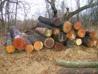 Cherry_and_pine_logs_004.jpg