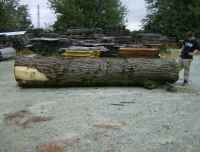 Walnut_log_005.jpg