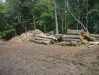 Wood_pile_009.jpg