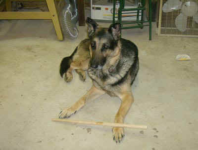 Our German Shephard. Cole