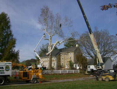 Welsh Tree Service